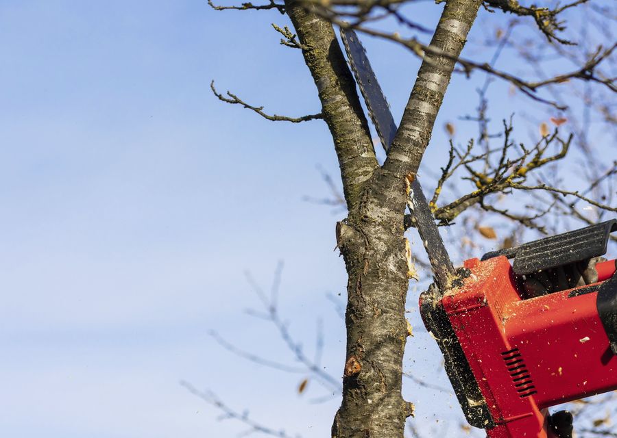Tree service project by RTD Tree Care in Calumet Park, IL