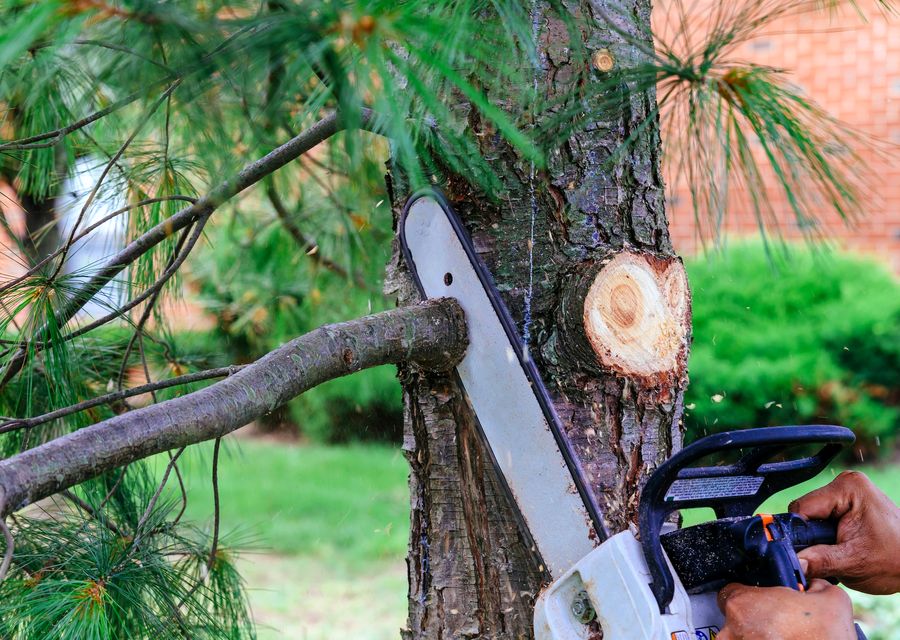 Tree service project by Ismael's Tree Service in Hollidaysburg, PA