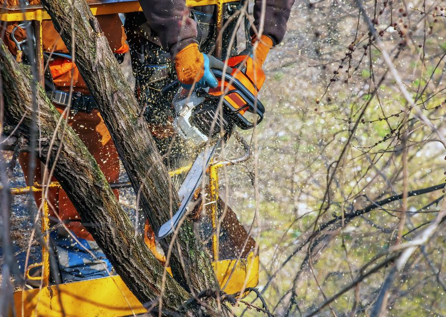 Tree service project by Randy's Pro Landscaping & Tree Service in Ossipee, NH