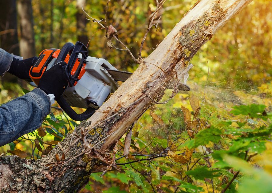 Tree service project by The JT Tree Service in Godley, TX