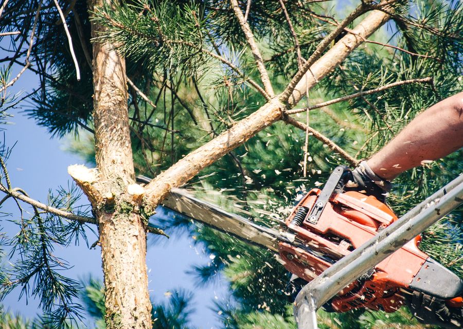 Tree service project by Neal's Tree Service Inc in Elgin, IL