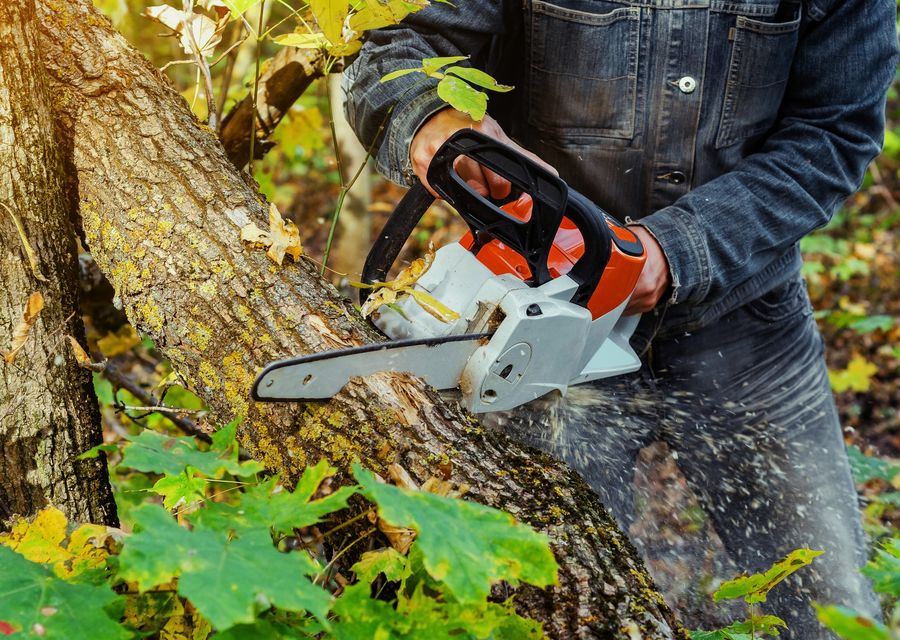 Tree service project by Troy's Tree Service inc in Niles, IL