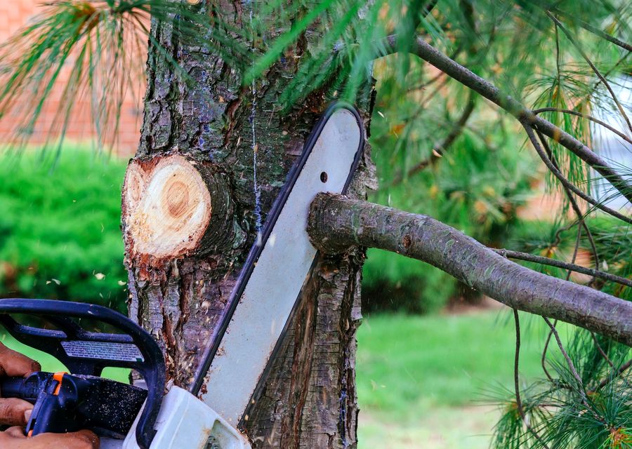 Tree service project by M. Ramirez Tree Service in Buffalo Grove, IL