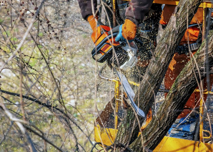 Tree service project by Arbor Care Specialists in Cresson, PA