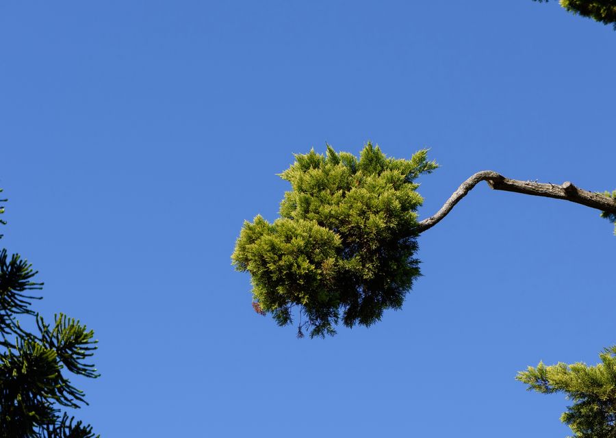 Tree service project by Absolute Tree Care in Lower Merion, PA