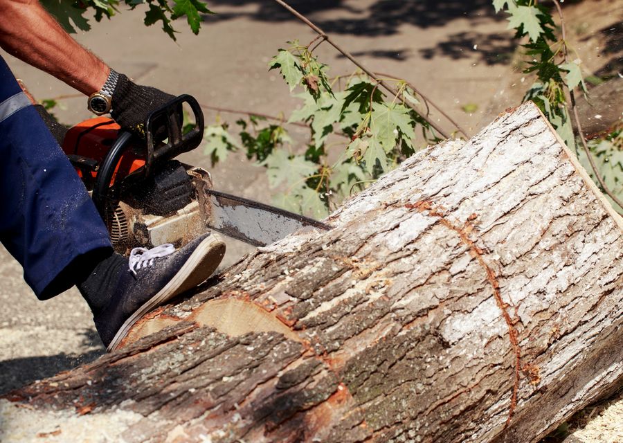 Tree service project by Complete Tree Removal & Clean-Up in Tavares, FL