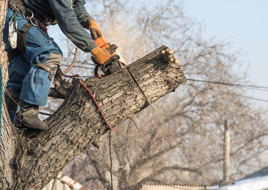 Tree service project by All The Above Tree Service in Norridge, IL