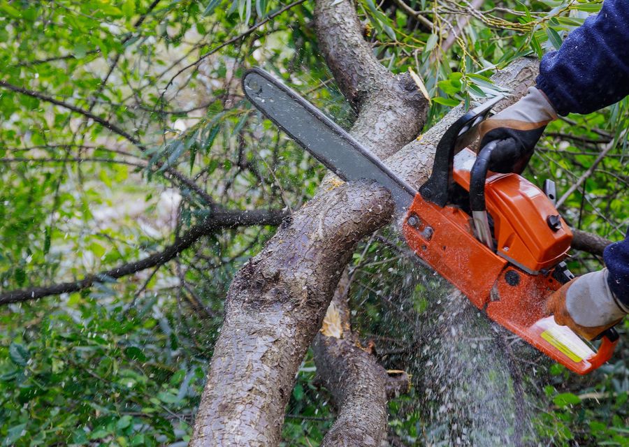 Tree service project by Limb Walkers Tree Service in Skippack, PA