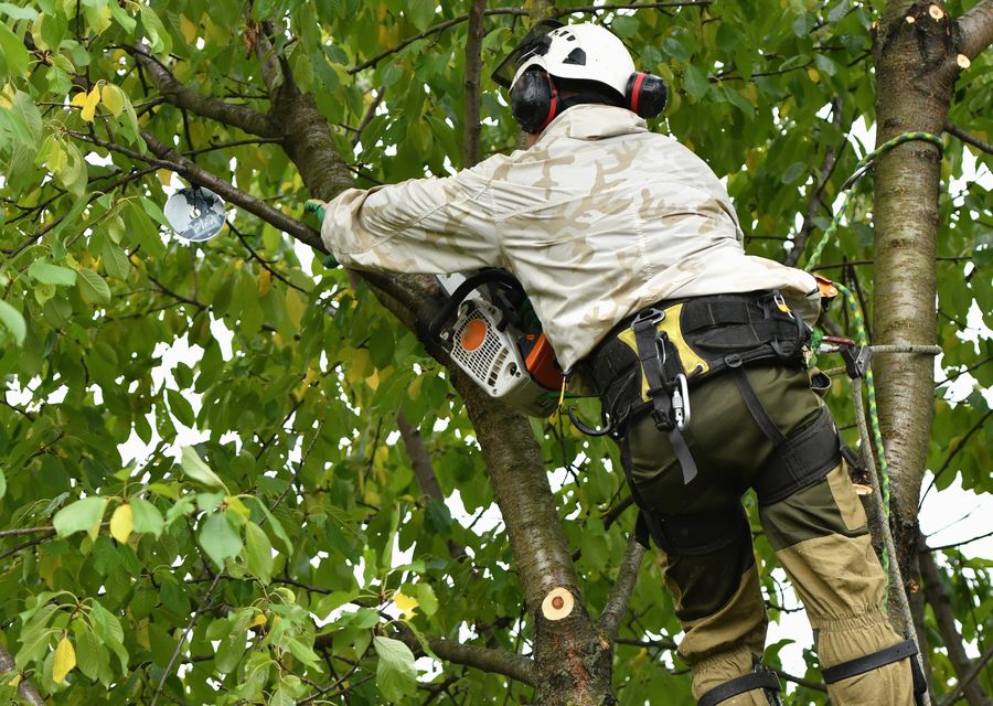Tree service project by Jones Tree & Lawn, Inc. in Gallitzin, PA