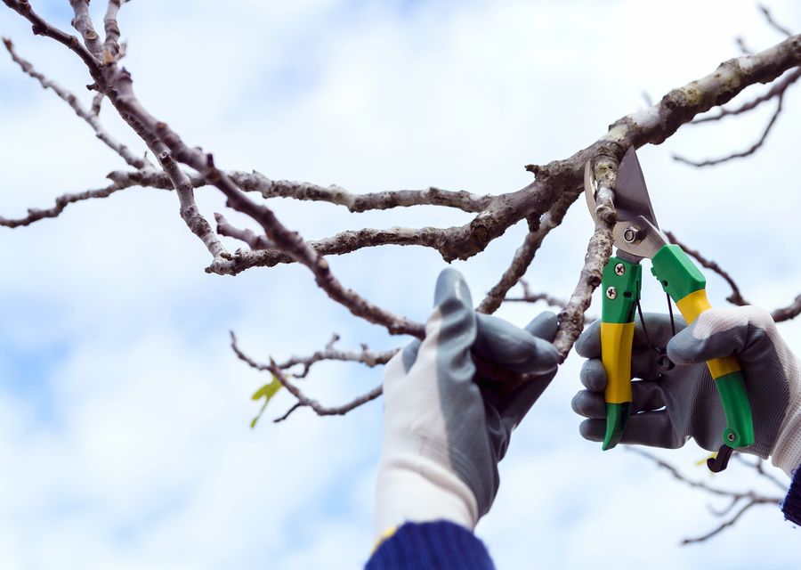 Tree service project by ABOVE ALL TREE SERVICE in Placentia, CA