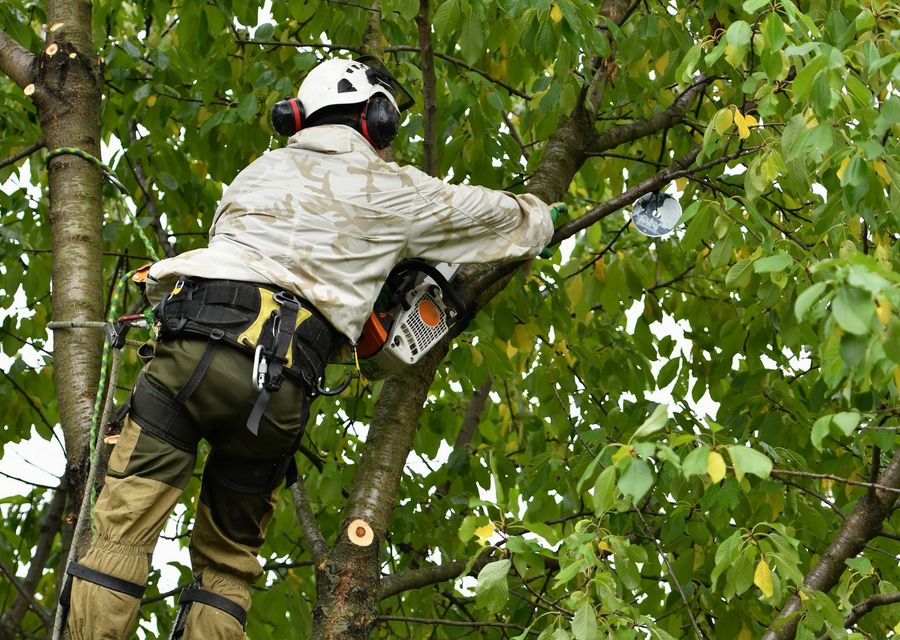 Tree service project by Metropolitan Tree & Landscaping Corp in South Holland, IL