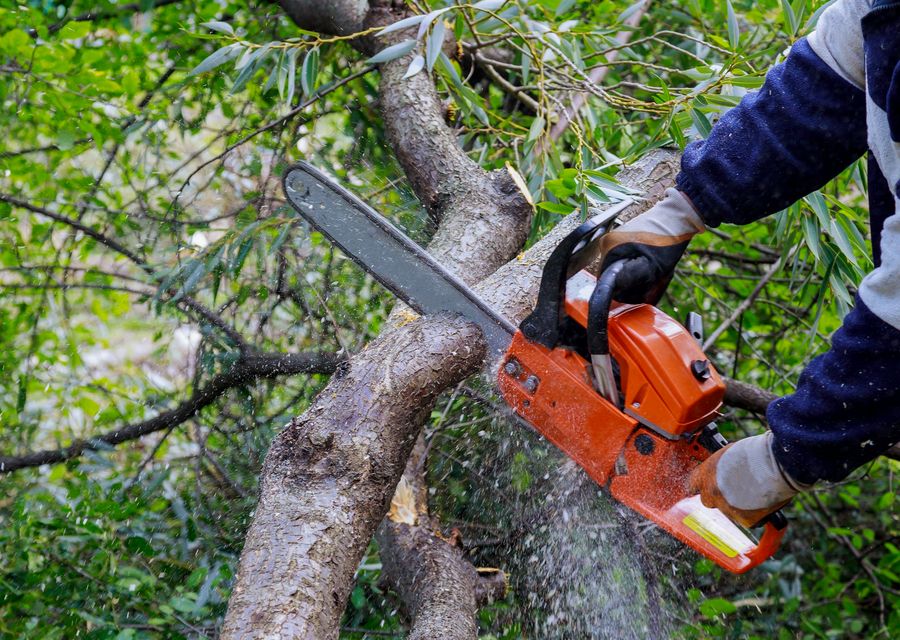 Tree service project by PSD Tree Experts & Landscape in Rochester, NH