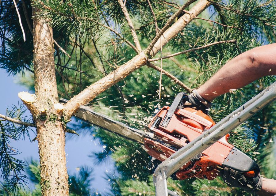 Tree service project by Perfection To A Tree llc in Derry, PA