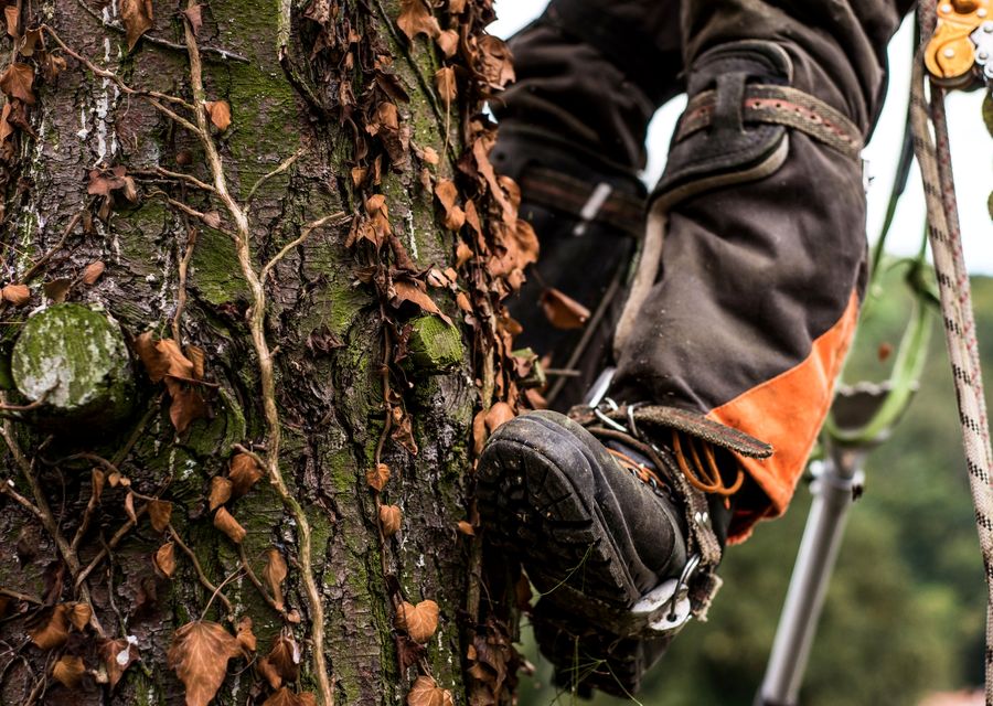 Tree service project by Westhampton Tree Works in Warrenville, IL