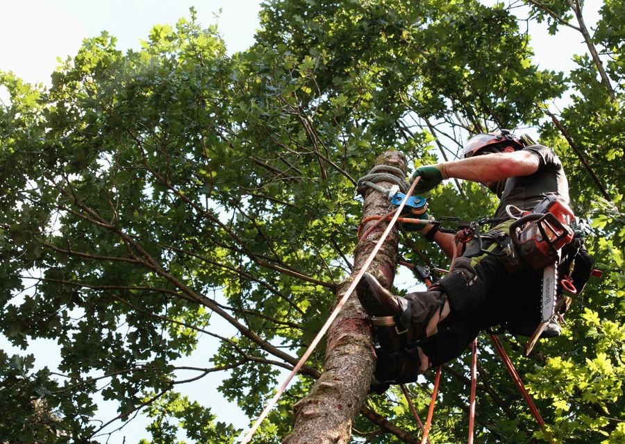 Tree service project by Spartan Tree Service LLC in Manheim, PA