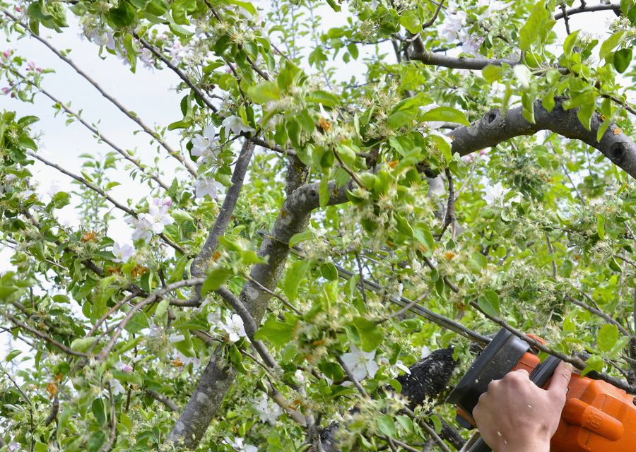 Tree service project by Brian & Andy Landscaping & Tree Service in Fruitland Park, FL