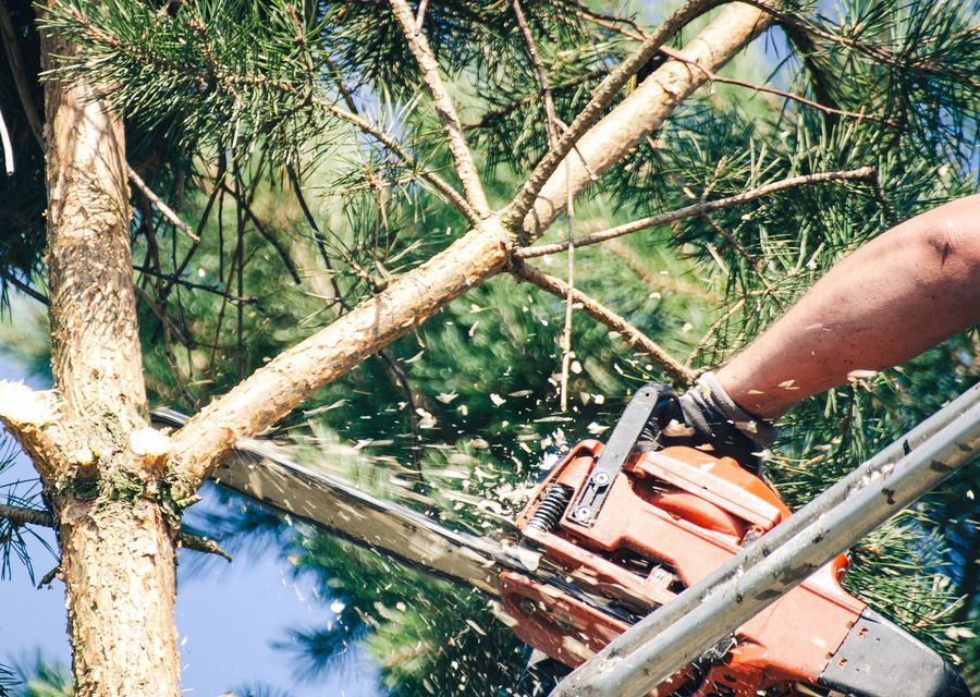 Tree service project by Wolverine Tree Service in Homer City, PA