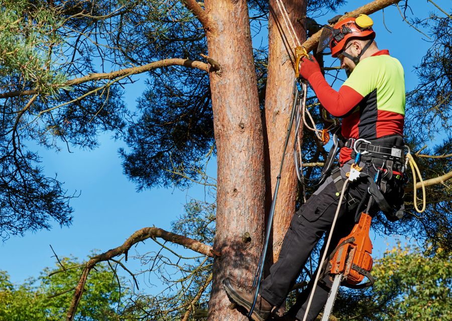 Tree service project by C. S. Tree Service in Douglass, PA