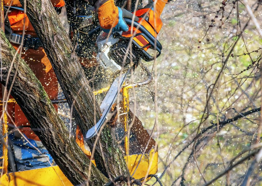 Tree service project by Elias Landscaping Inc. in Williamsburg, PA