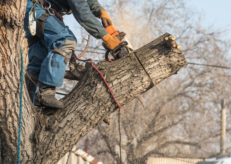 Tree service project by Joshua Tree Experts in Black Mountain, NC