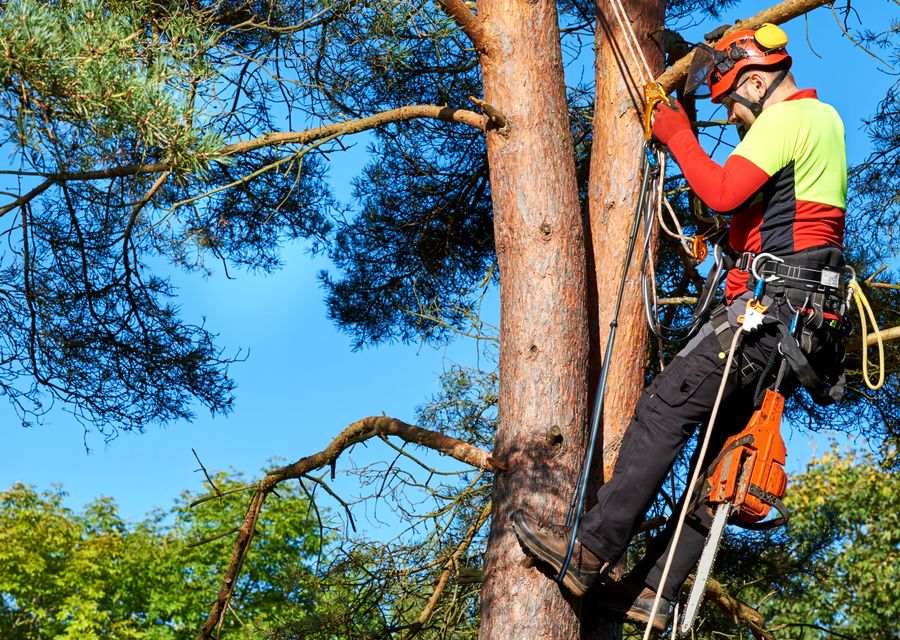 Tree service project by Aguila Tree Service Inc in Anaheim, CA