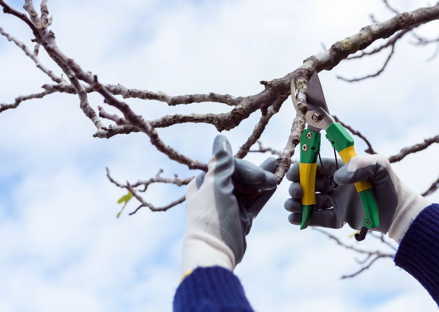 Tree service project by Arbor Care Tree Service in Kenilworth, IL
