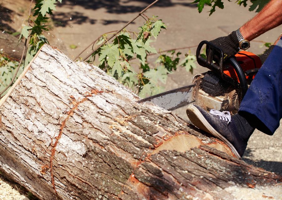 Tree service project by MC Tree Service in Patton, PA