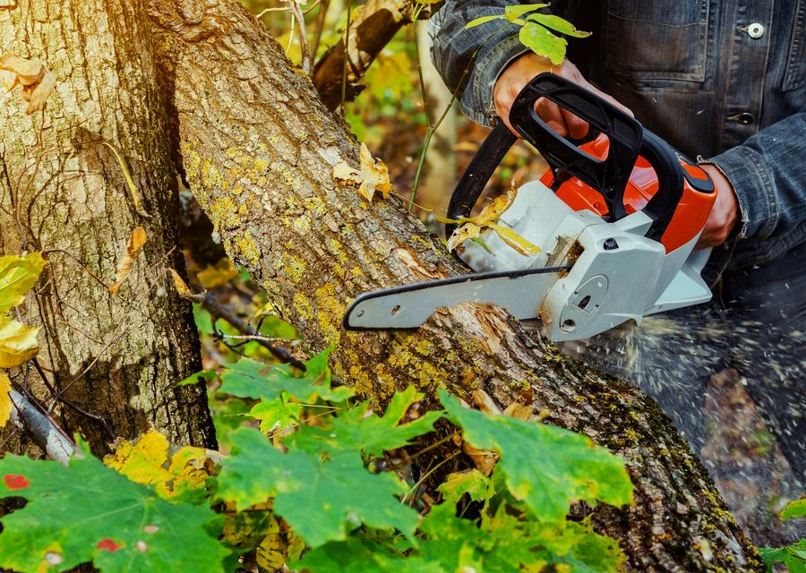 Tree service project by Bartlett Tree Experts in Kissimmee, FL