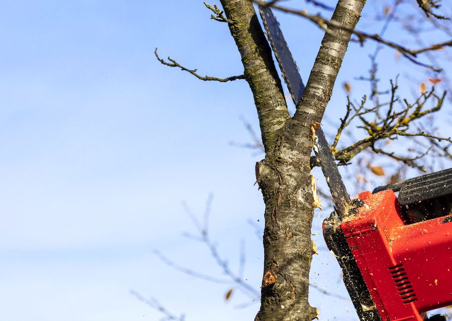 Tree service project by Pauls Tree Services Ltd in Frankfort, IL