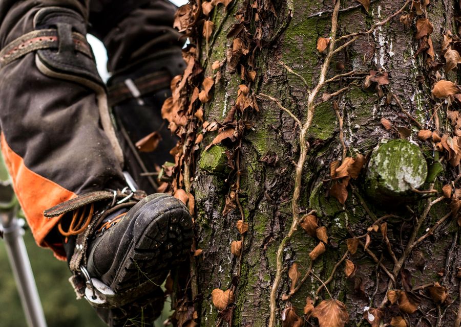 Tree service project by Garden Tree Services, Corp. in Pineville, NC