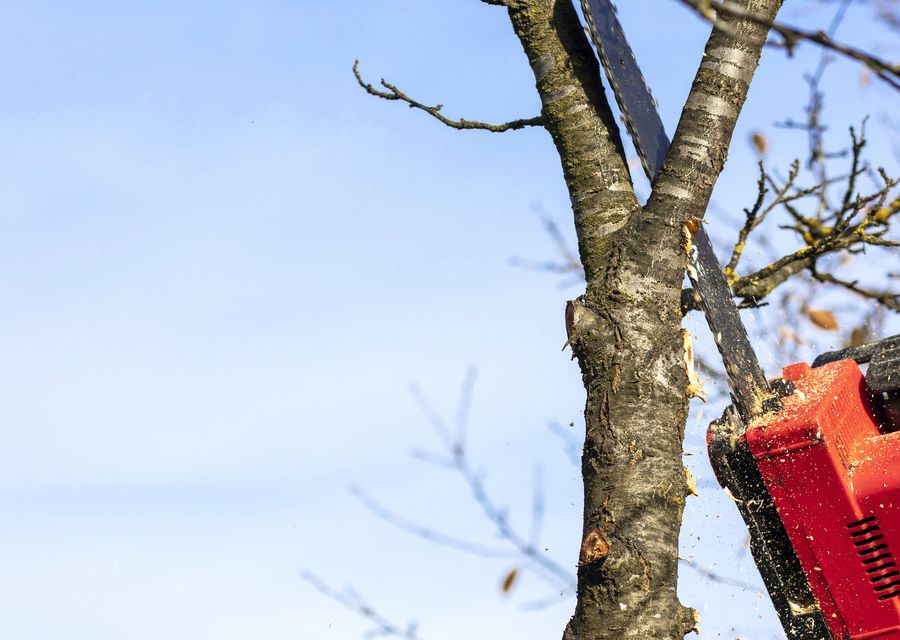 Tree service project by Tree Pruning and Trimming in Glendale Heights, IL