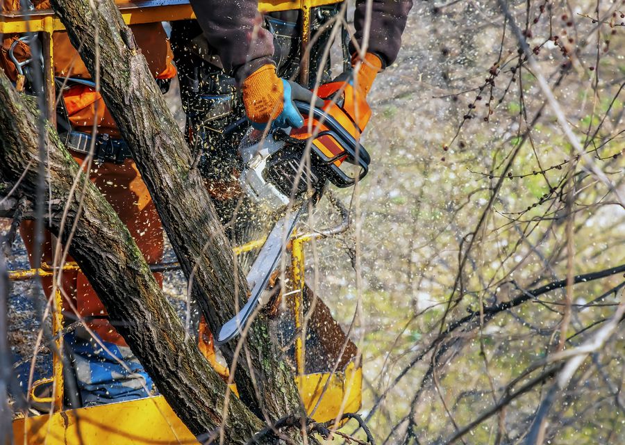 Tree service project by Acme Tree Service in Somerset, PA