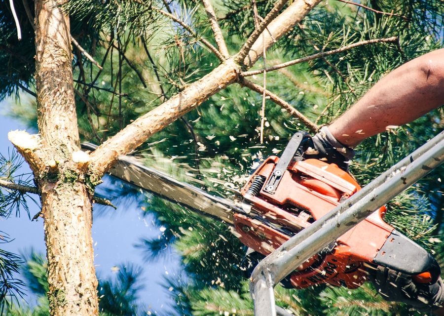 Tree service project by Flynn's Tree Svc in Kittery, ME