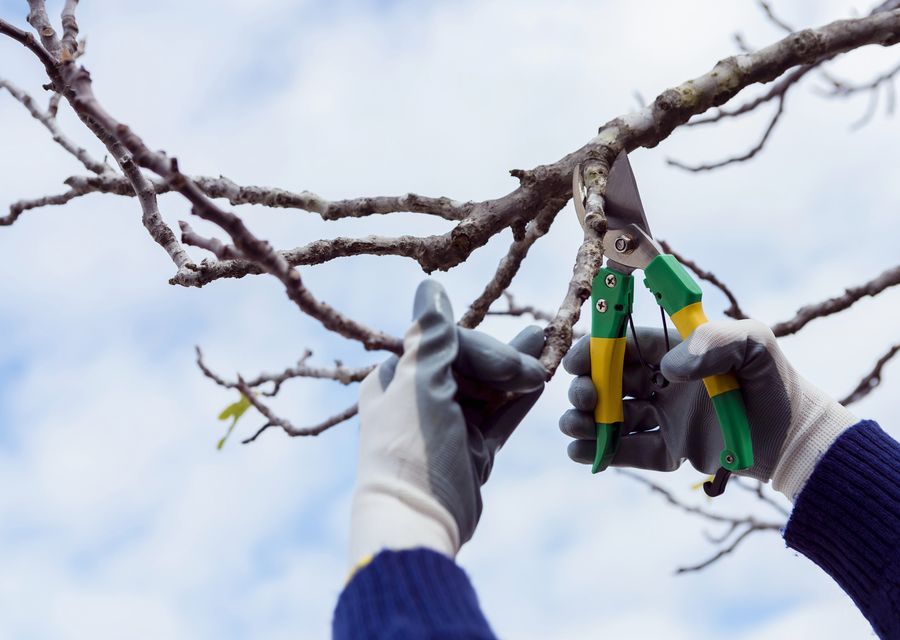 Tree service project by Royal Tree Service in Glencoe, IL