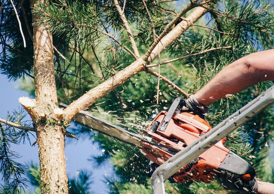 Tree service project by KD Tree Service in Grayslake, IL