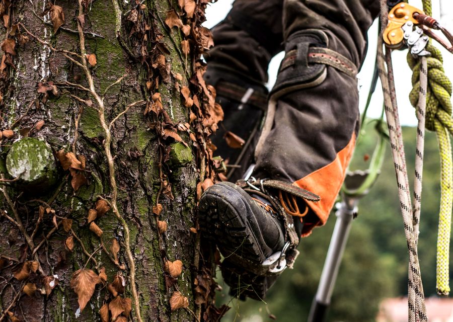 Tree service project by Daves Tree and Shrubs in Upper Providence, PA