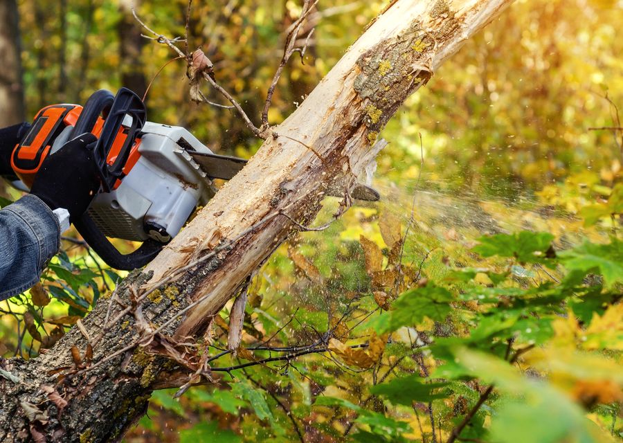 Tree service project by Aiken's Tree Service LLC in Schiller Park, IL