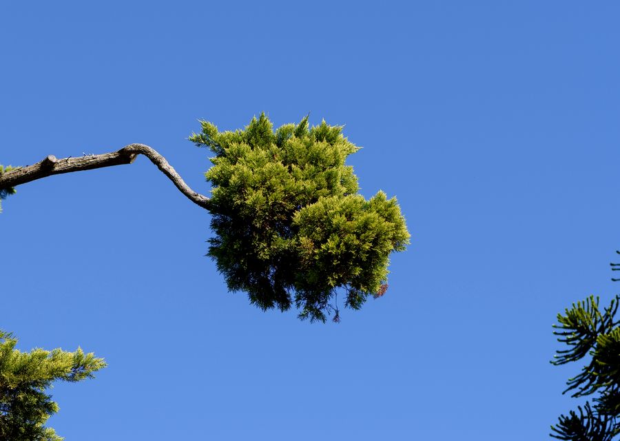 Tree service project by Tree Tops Tree Service Inc in Olympia Fields, IL
