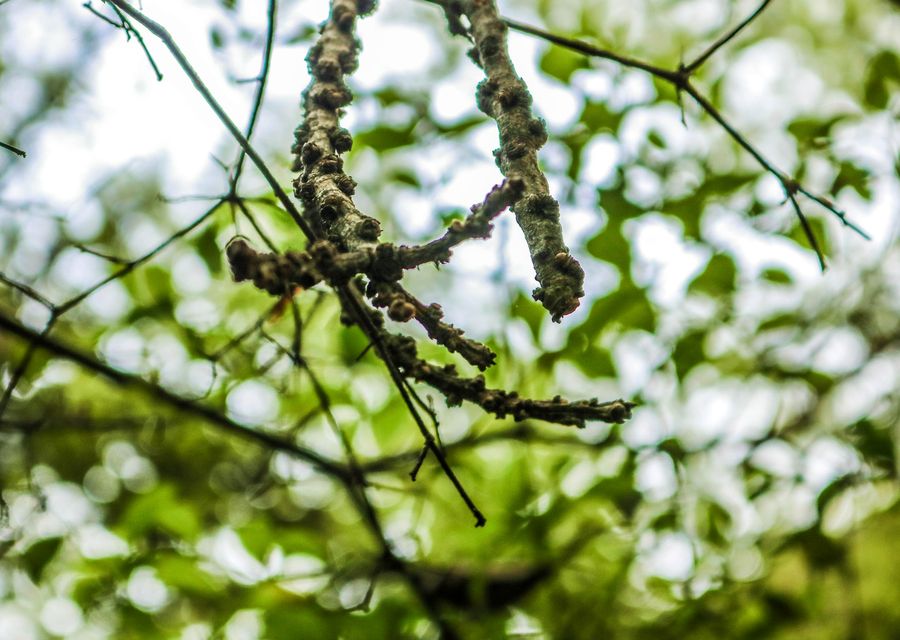 Tree service project by Professional Tree Care Crew in Irmo, SC