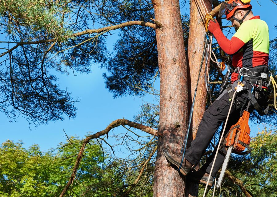 Tree service project by Toms Tree Service in Whitemarsh, PA