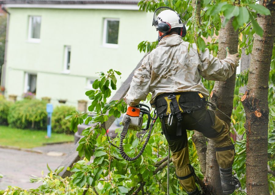 Tree service project by Acosta Tree Service in Elderton, PA