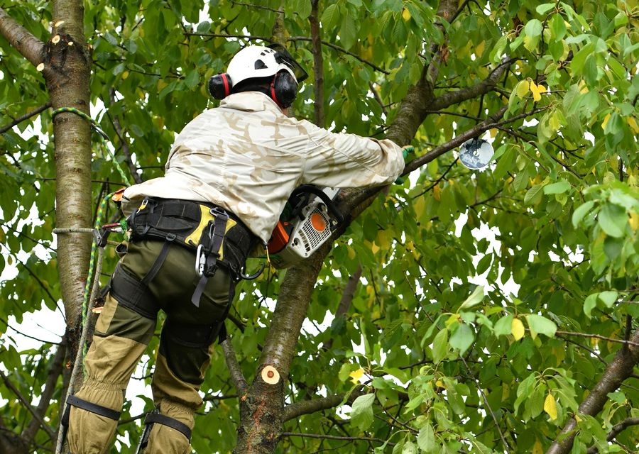 Tree service project by TLC Tree & Lawn Care in Lake Bluff, IL
