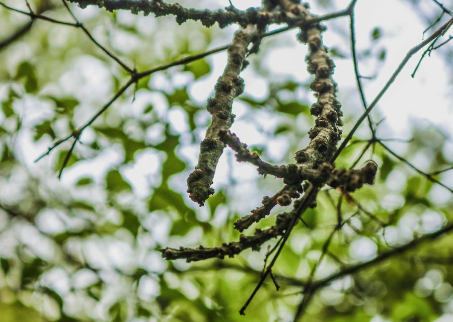 Tree service project by Arbor Pro Tree Experts Co. Inc. in Montgomery, PA