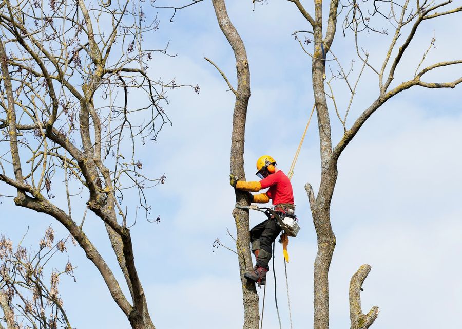 Tree service project by KD Tree service Rockville in Lombard, IL