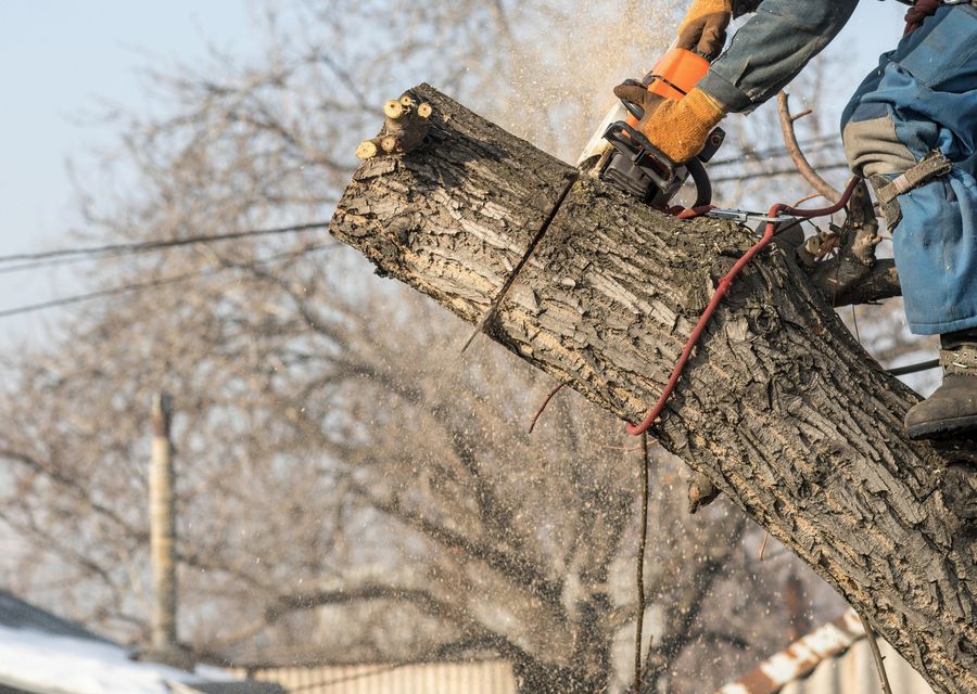 Tree service project by The Davey Tree Expert Company in Tinley Park, IL