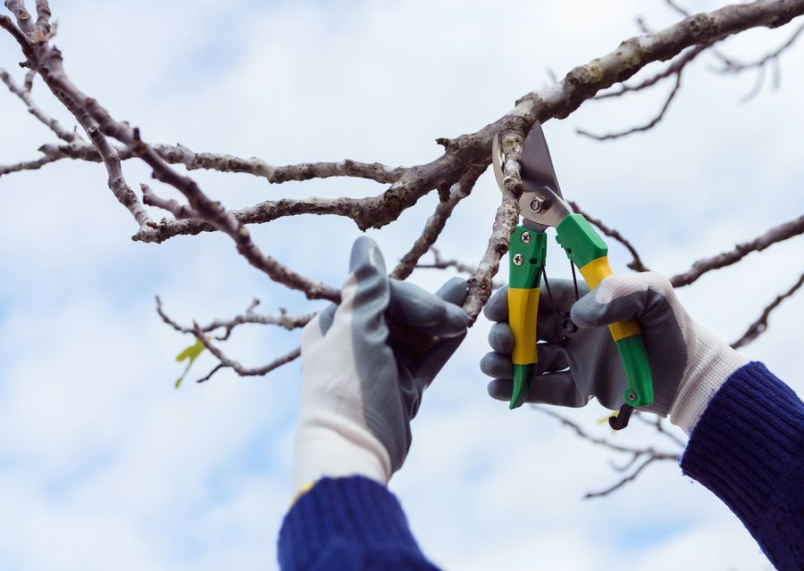 Tree service project by Tree Worx in Lyndon, VT