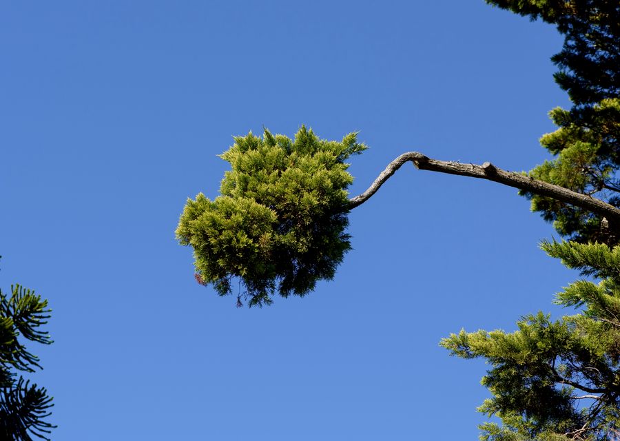 Tree service project by Cipriano's Landscaping in Cocoa Beach, FL