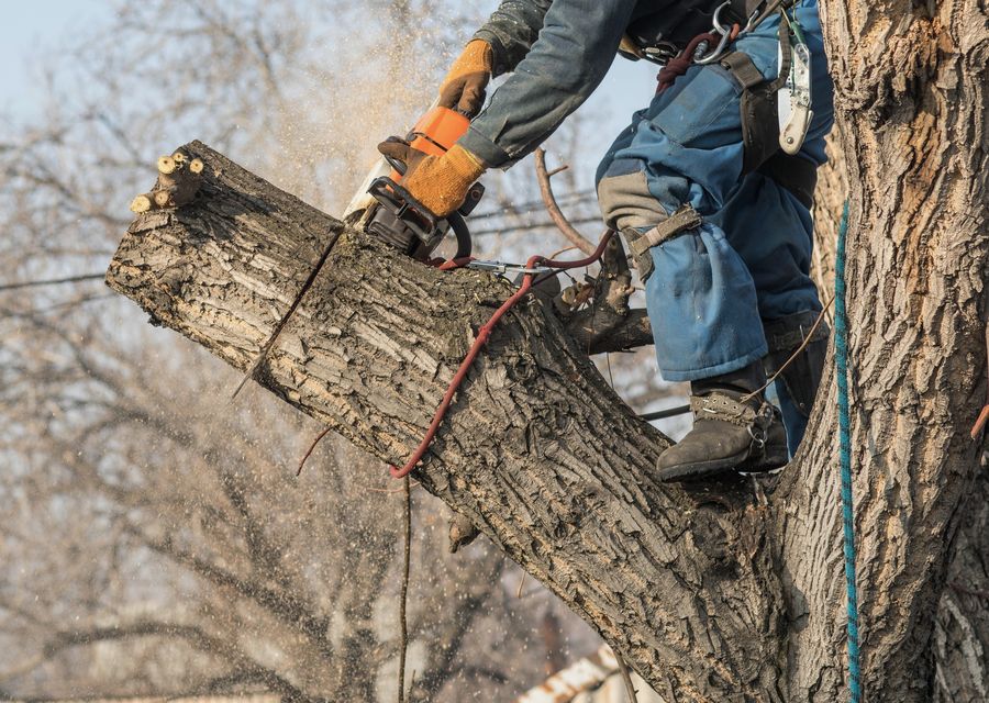 Tree service project by T & M Greencare Inc in Midlothian, IL