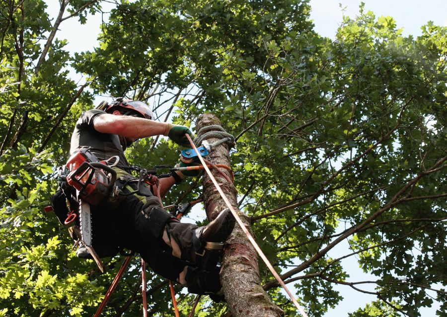 Tree service project by J&L Budget Tree Service, LLC in Davidson, NC