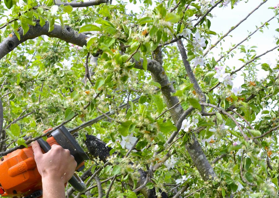Tree service project by Bonilla Tree Service in Melbourne, FL